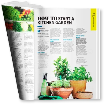 How to start a kitche garden article